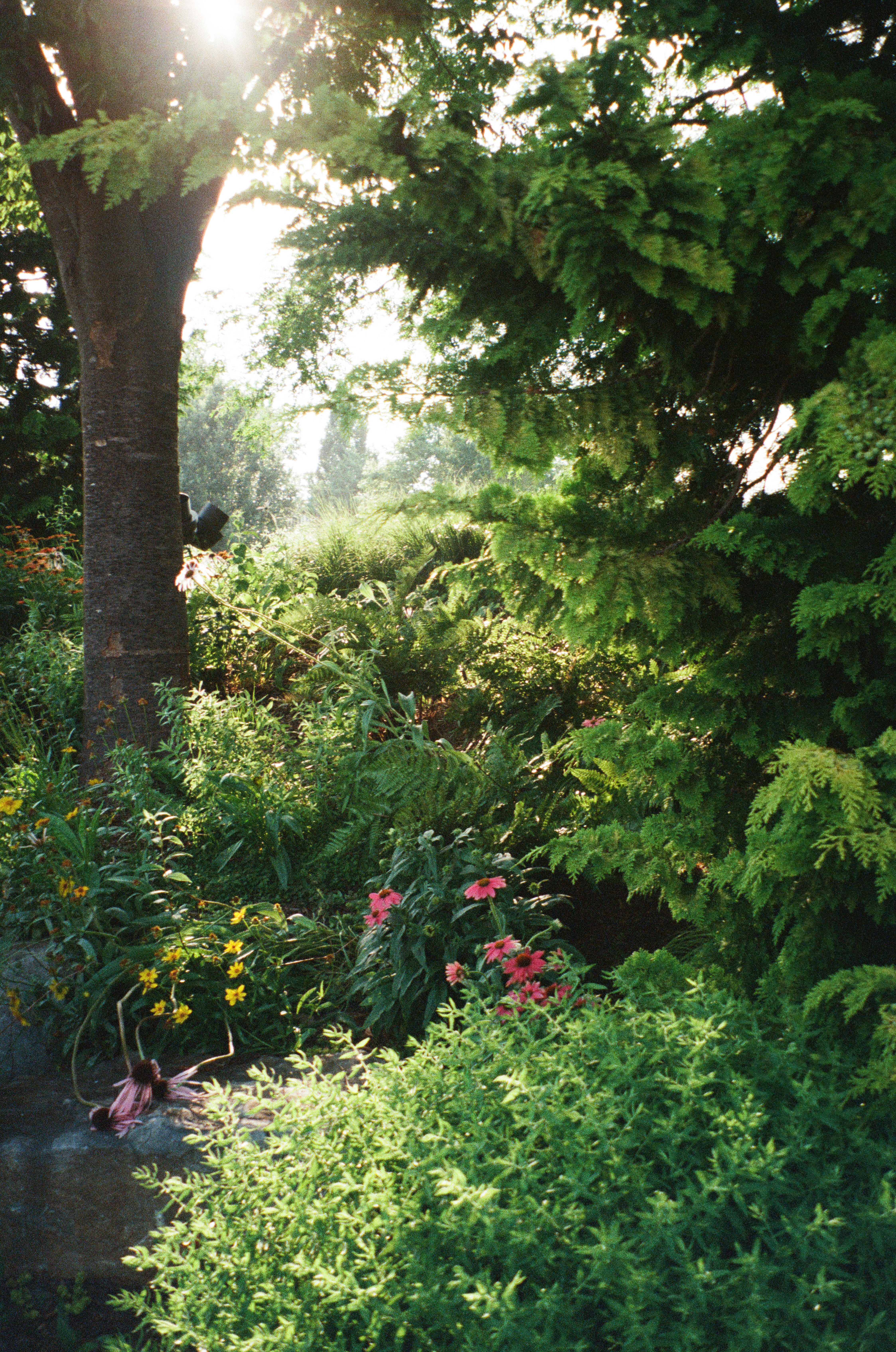 Brown University campus garden